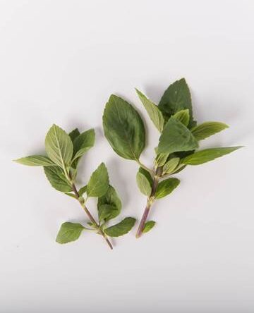 African Blue Basil