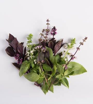 Mixed Basil Bloom