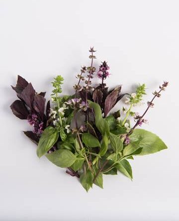 Mixed Basil Bloom
