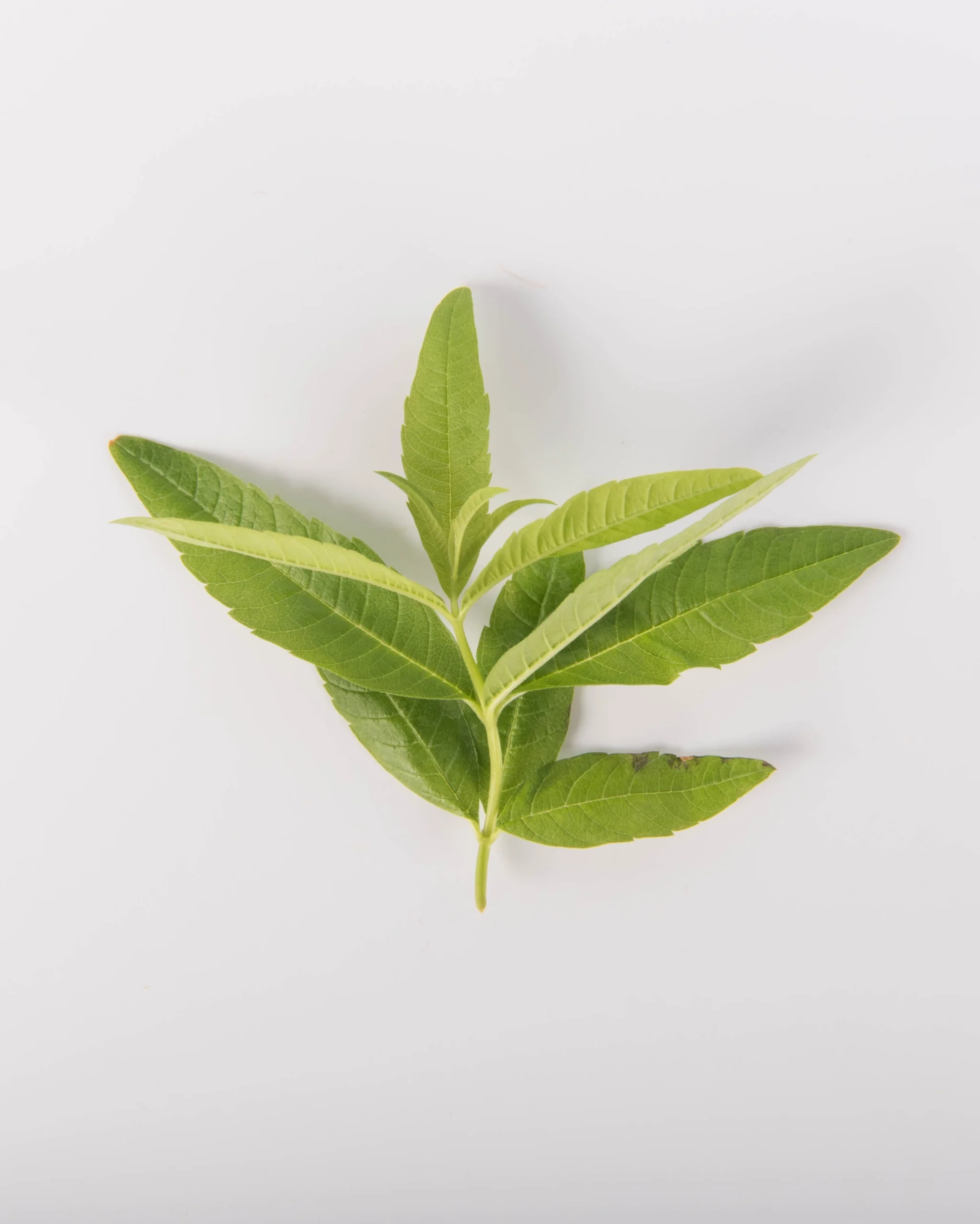 Lemon Verbena