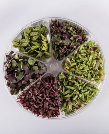 Holiday Blend Small Bites