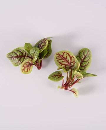 Red Ribbon Sorrel