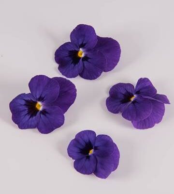 Blue Raspberry Sorbet Viola