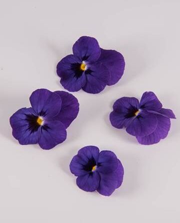 Blue Raspberry Sorbet Viola