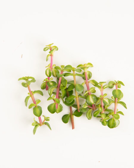 Jade Leaf Purslane