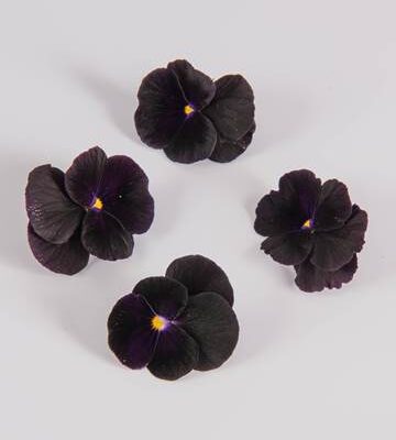 Blackberry Sorbet Viola