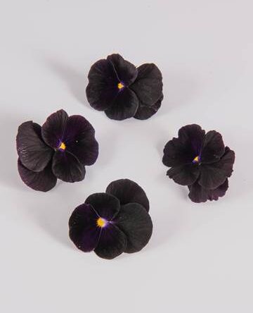 Blackberry Sorbet Viola
