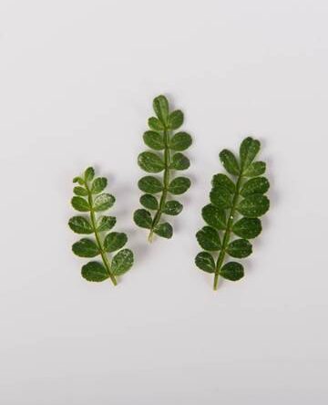 Petite Kinome Leaf