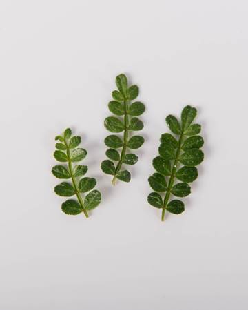Petite Kinome Leaf