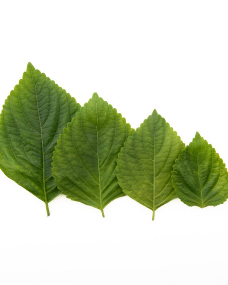 Korean Sesame Leaves