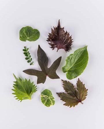 Leaf Sampler