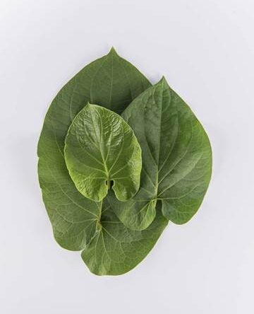 Root Beer Leaf