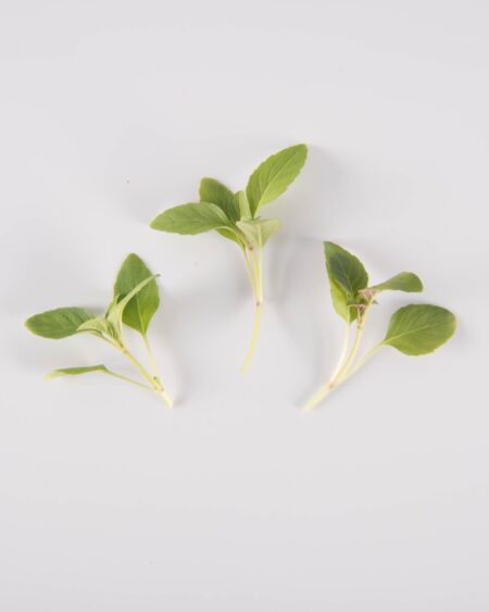 Lemon Balm
