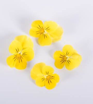 Lemon Meringue Viola