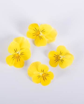 Lemon Meringue Viola