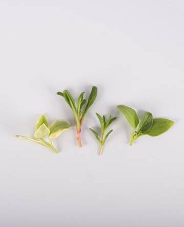 Crystal Lettuce Quartet