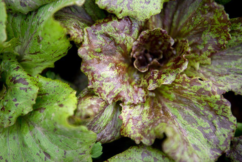 Lettuce Eat!