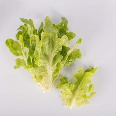 Green Oak Leaf Lettuce