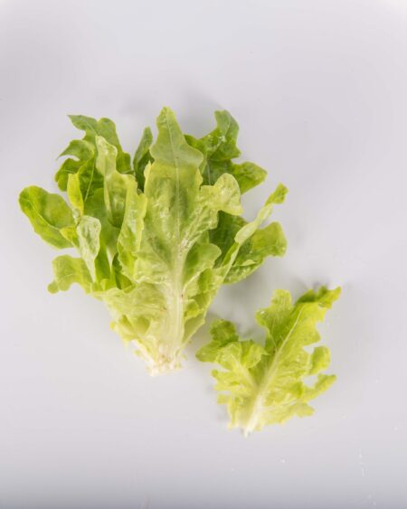 Green Oak Leaf Lettuce