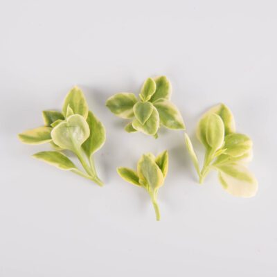 Emerald Crystal Lettuce