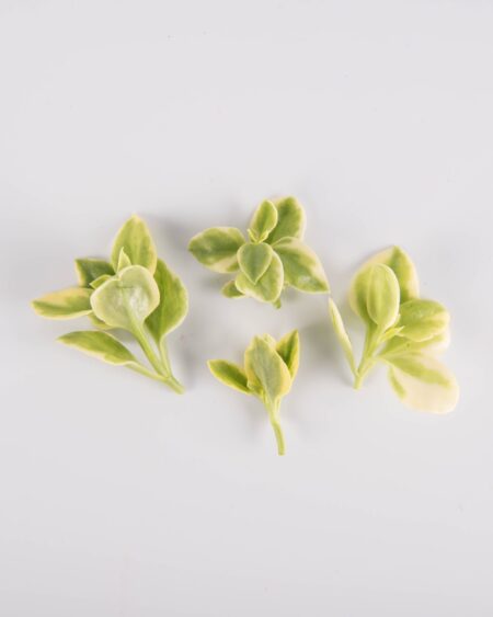 Emerald Crystal Lettuce