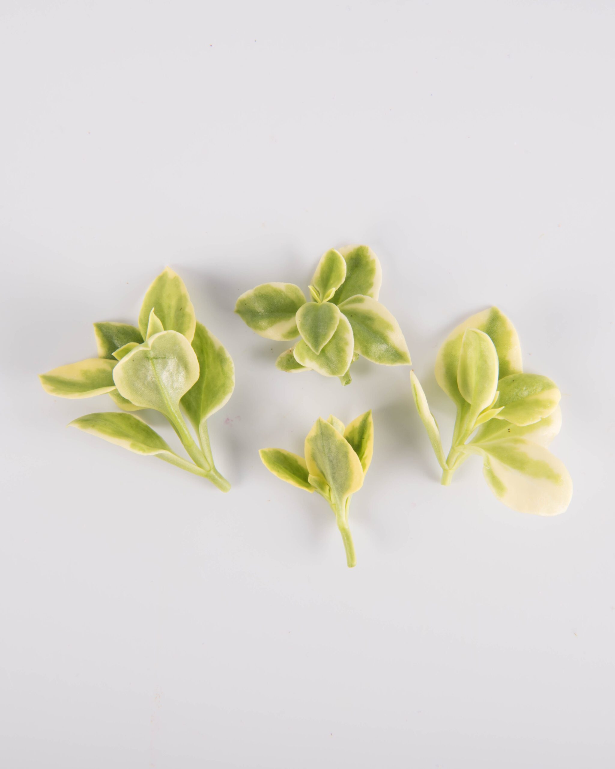 Emerald Crystal Lettuce