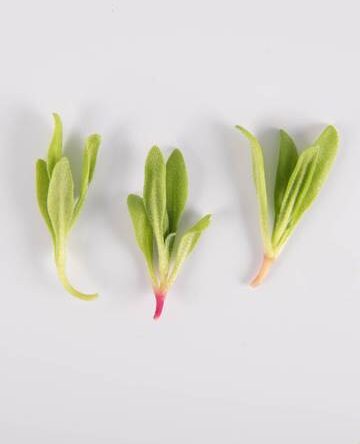 Ruby Crystal Lettuce