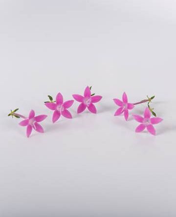 Lilac Egyptian Starflower