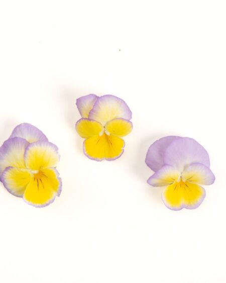 Lilac Lemonade Pansy