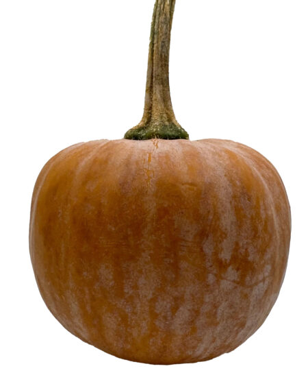 Lodi Squash