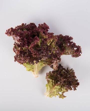 Lolla Rossa Lettuce