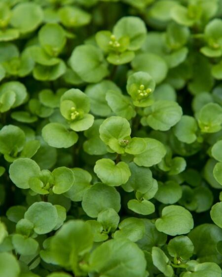 Micro Greens