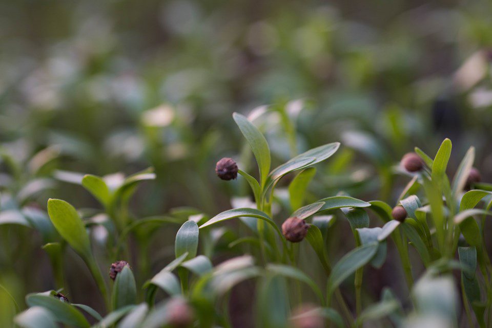 Microgreens: Much More than a Garnish