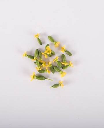 Mini Cucamelons with Bloom