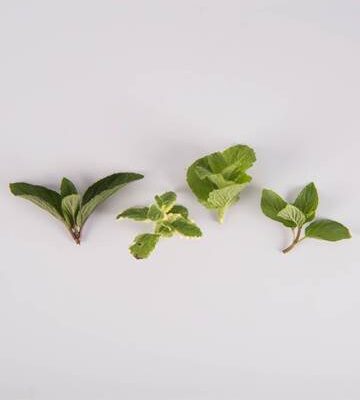 Mint Sampler