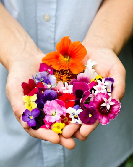 Edible Flowers