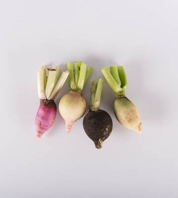 Mixed Fall Radish