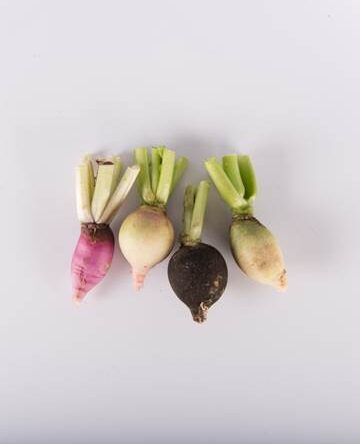 Mixed Fall Radish