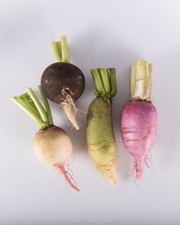 Mixed Fall Radish - Image 2