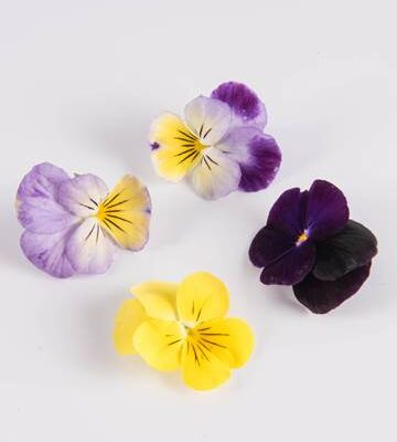 Mixed Johnny Jump Ups