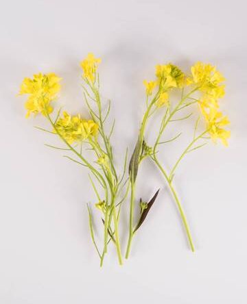 Mixed Mustard Blooms