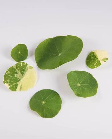 Mixed Nasturtium Leaves