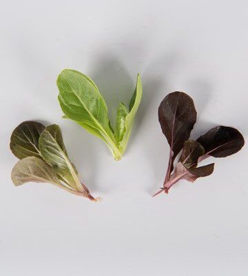 Mixed Romaine Lettuce