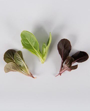 Mixed Romaine Lettuce