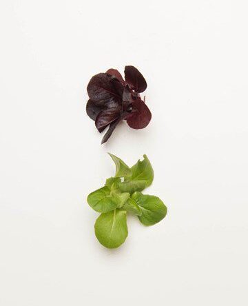 Mixed Lettuce Rosettes
