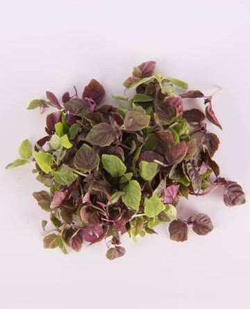 Mixed Shiso™