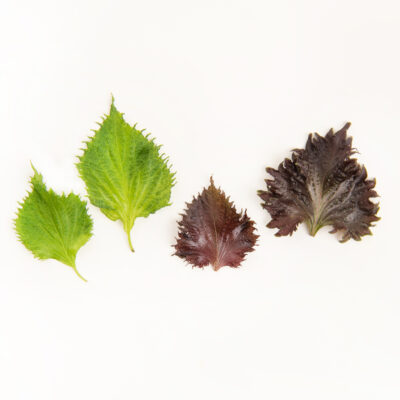 Mixed Shiso Leaves