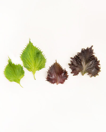 Mixed Shiso Leaves