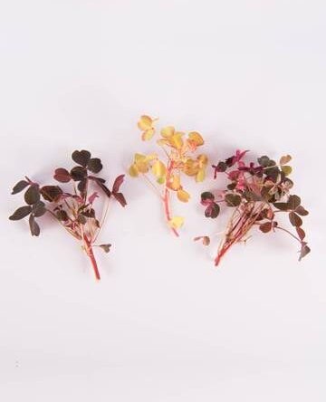 Mixed Lucky Sorrel Leaves