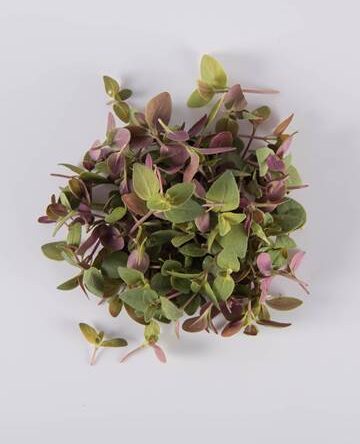 Mountain Mint